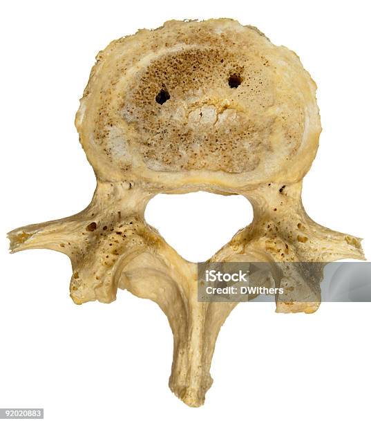 Vértebra Lombar Humanovista Superior - Fotografias de stock e mais imagens de Vértebra humana - Vértebra humana, Anatomia, Biologia