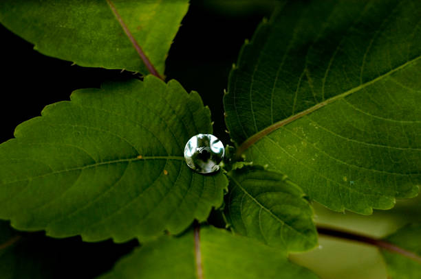 Water Drop After a Rainstorm stock photo