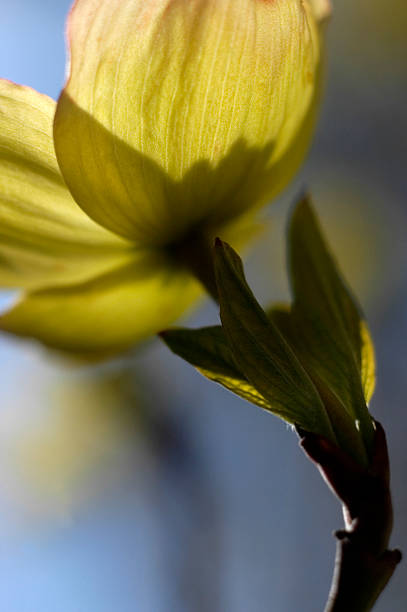 Flowers: Orchid stock photo