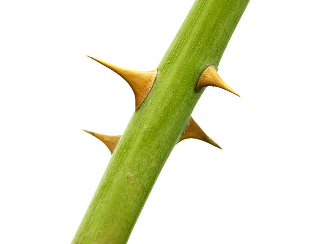 istock The stem of rose with four thorns 92021075