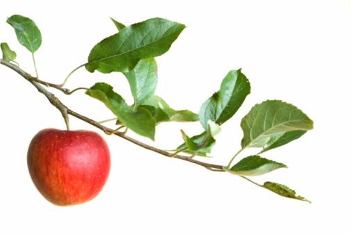 A red apple on a branch of a tree