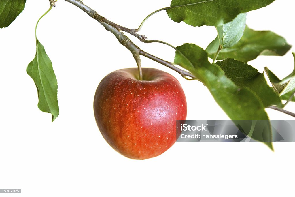 apple on a branch - Foto de stock de Agricultura libre de derechos