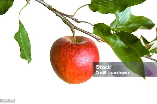 Apple On A Branch Foto de stock y más banco de imágenes de Agricultura - Agricultura, Alimento, Colgar