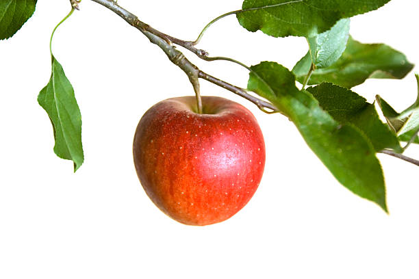 istock Apple hanging from a branch isolated on a white background 92021125