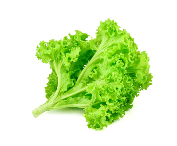 istock green oak lettuce on white background 920211914