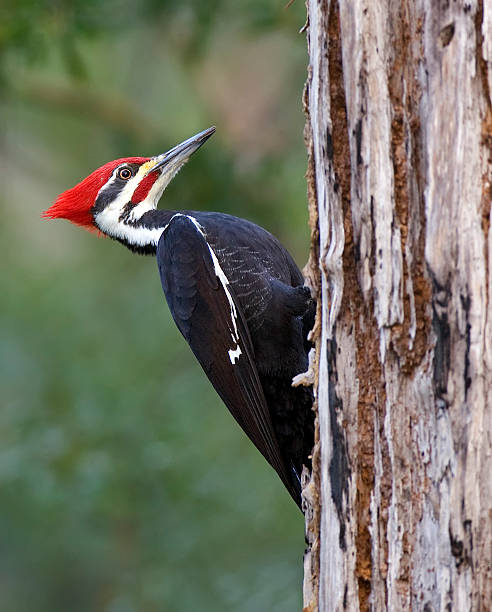 Pileated Woodpecker  pileated woodpecker stock pictures, royalty-free photos & images