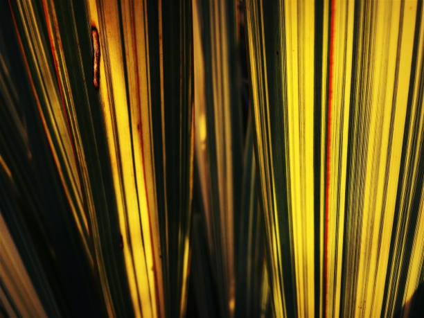 istock New Zealand Flax or Harakeke 920214376
