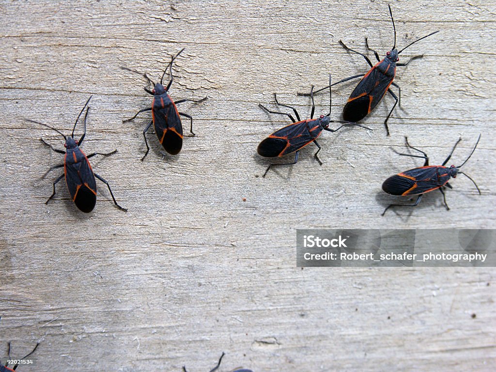 INSECTOS-arce negundo errores - Foto de stock de Arce negundo libre de derechos