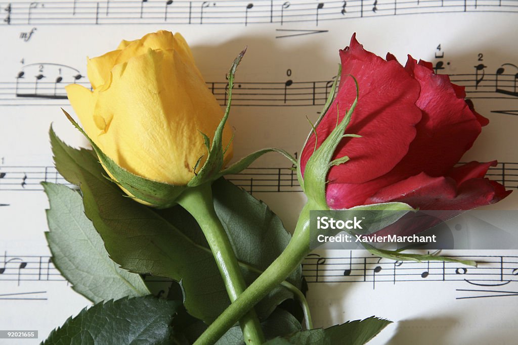 rose rouge et jaune sur de la musique - Photo de Aliment en portion libre de droits