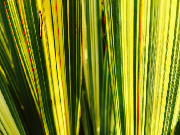 New Zealand Flax is known as Harakeke by Kiwis, it's Maori name. It is also known as Phormium. Here sun lights up the beauty of the stripes in the Phormium leaves close-up.