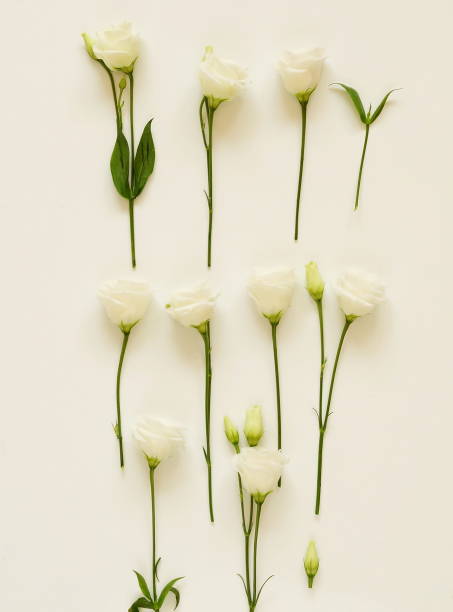 istock Desk frame with white flowers on white background. Flat lay, top view. Flower background. Women's day, mother's day 920221764