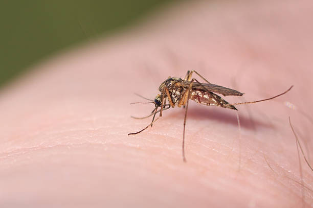 Mosquito stock photo