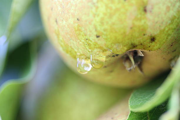 Fresh pear stock photo