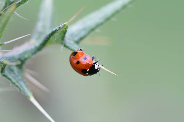 Ladybug stock photo