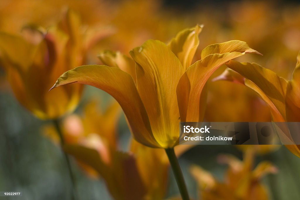 Tulipe - Photo de Beauté libre de droits