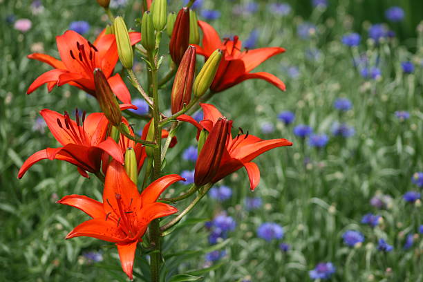 istock Orange and Blue garden flowers 92023000