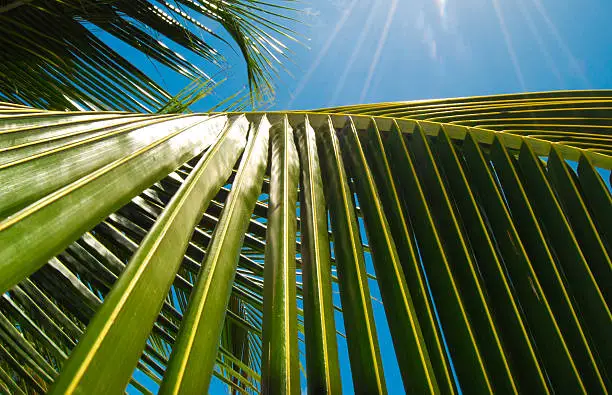 Photo of Sun and palm leaves