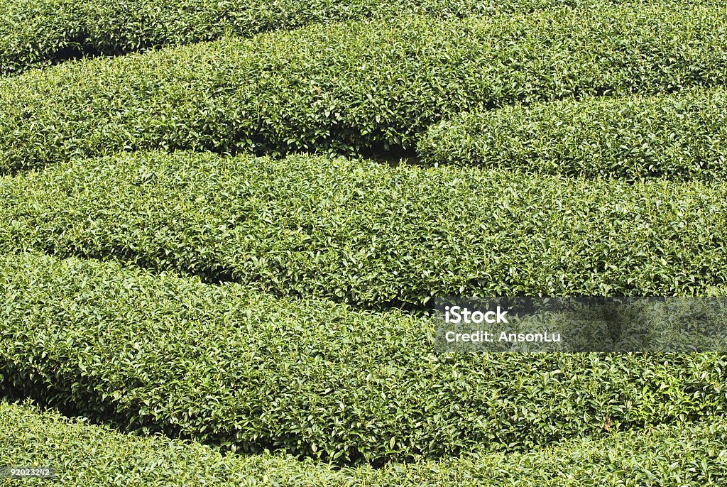 Rangées de tea tree - Photo de Agriculture libre de droits