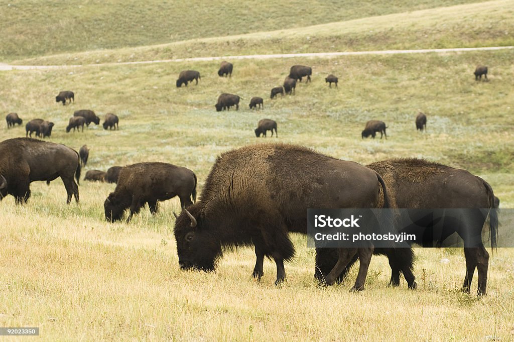Troupeau de Buffalo - Photo de Amérique du Nord libre de droits