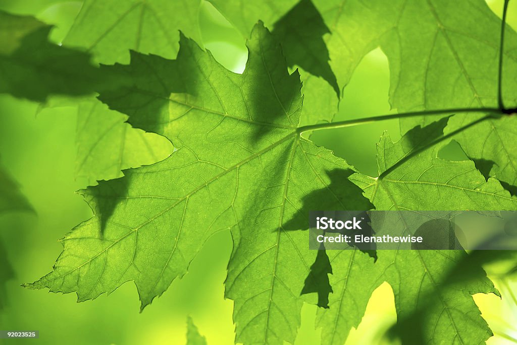 Foglie di acero verde macro - Foto stock royalty-free di Acero