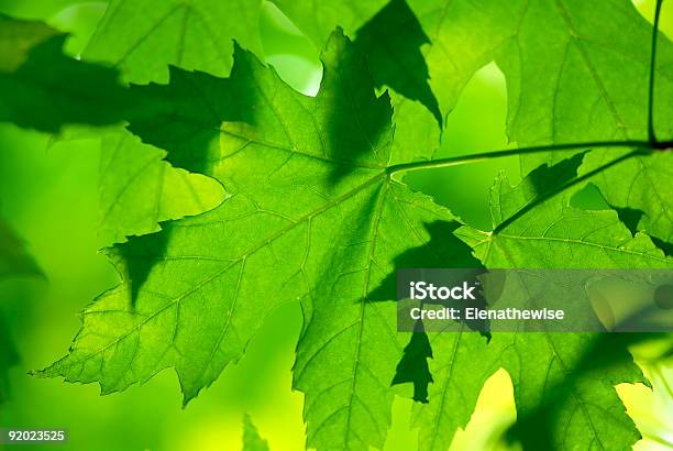 Foglie Di Acero Verde Macro - Fotografie stock e altre immagini di Acero - Acero, Albero, Ambiente