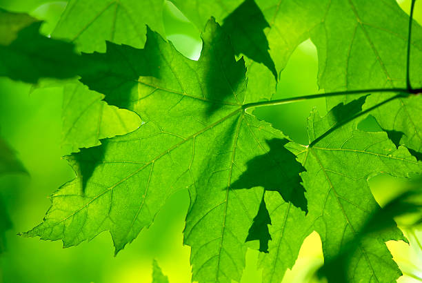 Free Stock Photo of Vibrant green maple leaves close-up | Download Free ...