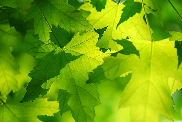 feuilles d'érable vertes - feuille dérable photos et images de collection