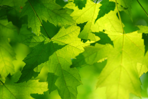 Green leaf texture extreme close-up spot lit