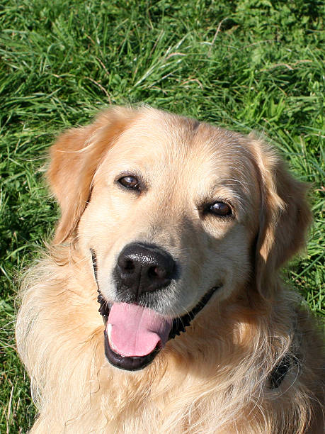 istock Happy Golden Retriever Portrait 92023582