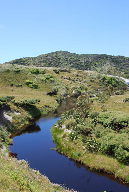 stream no wharariki beach, golden bay's em west coast, nova zelândia - herb famous place backwater standing water - fotografias e filmes do acervo