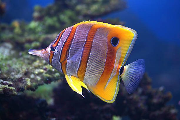 Colorful sixspine butterfly-fish Colourful Sixspine butterfly-fish floats in an aquarium tropical fish stock pictures, royalty-free photos & images