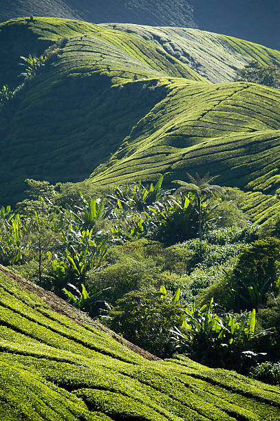 istock Tea fields of the Cameron Highlands 92023982