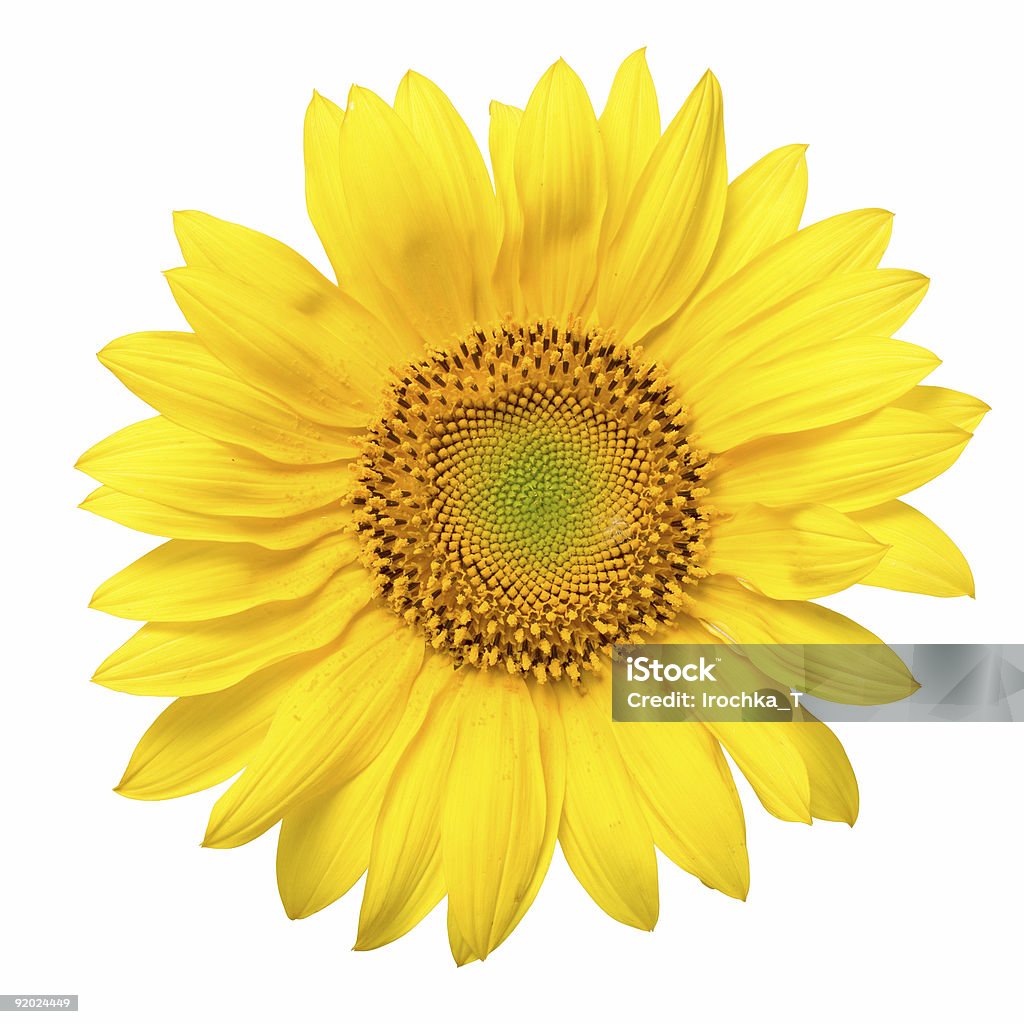 Girasole - Foto stock royalty-free di Accessibilità