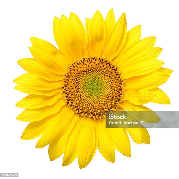 Girasole - Fotografie stock e altre immagini di Accessibilità - Accessibilità, Ambientazione interna, Bellezza naturale