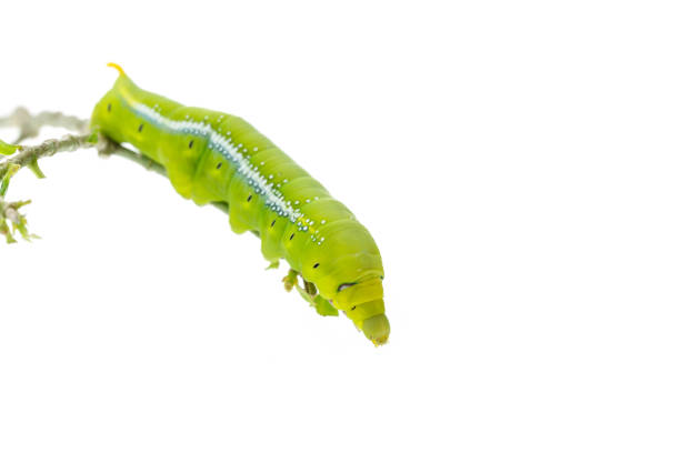 istock Macro green worm on the tree branch isolated on white 920245390