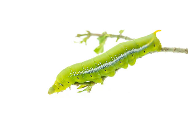 istock Macro green worm on the tree branch isolated on white 920245398
