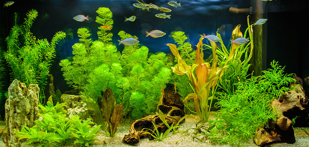 The view of freshwater aquarium with tropical fishes, shrimps and water plants