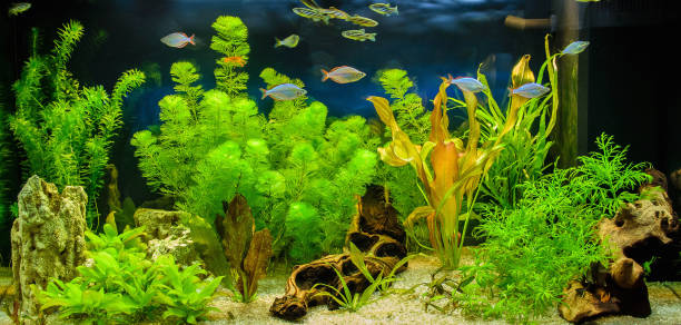 Aquascape of freshwater aquarium The view of freshwater aquarium with tropical fishes, shrimps and water plants aquarium stock pictures, royalty-free photos & images