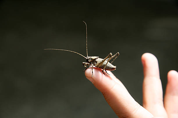 cricket - cırcır böceği böcek stok fotoğraflar ve resimler