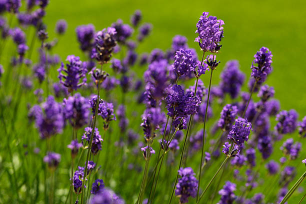 lavanda - flores secas fotografías e imágenes de stock