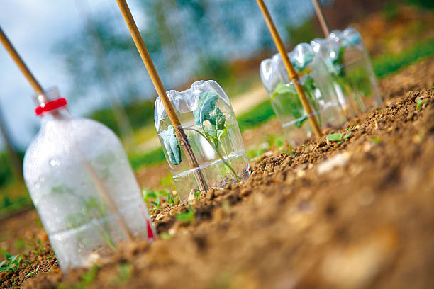 Plants under cloches stock photo