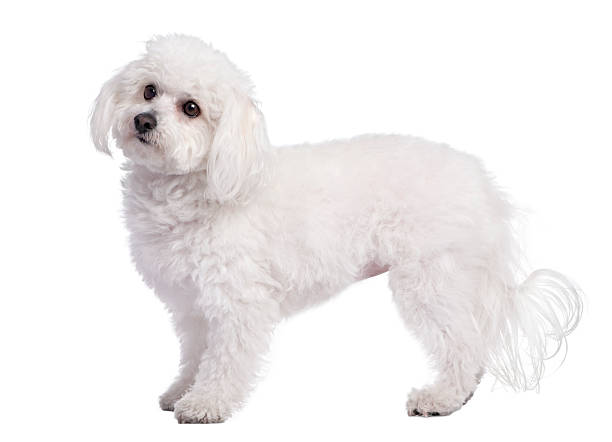 istock Profile of a maltese dog (4 years old) 92025598