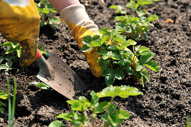 fresa de plantación - vegetable garden planting environment human hand fotografías e imágenes de stock