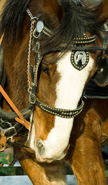istock clydesdale horse 92025707