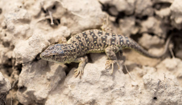 istock Lizard in the ground outdoors 920260524