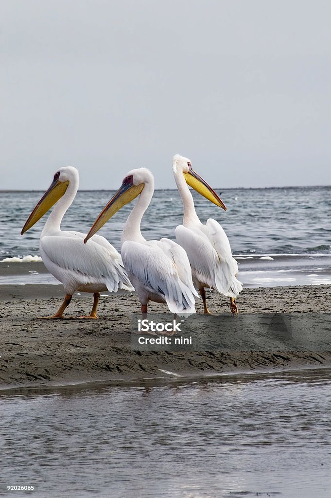 Pelicans  Animal Wildlife Stock Photo