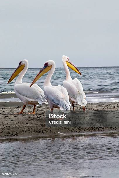 Pelicans Stock Photo - Download Image Now - Animal Wildlife, Animal Wing, Aquatic Organism