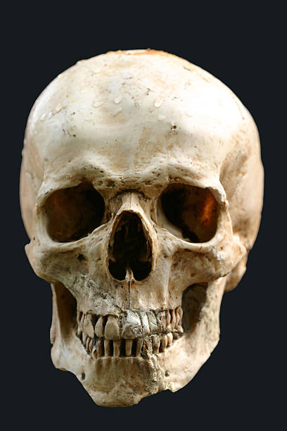 human skull  skull photos stock pictures, royalty-free photos & images