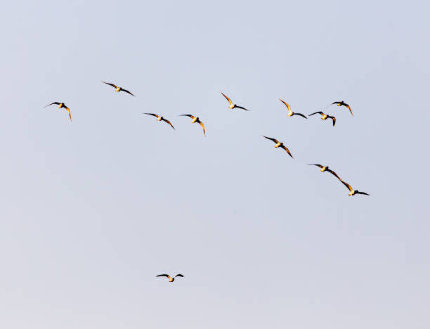 istock a flock of seagulls in the sky at sunset 920263962