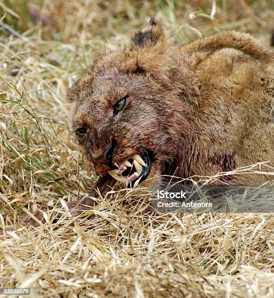 Foto de Dentes e mais fotos de stock de Animais de Safári - Animais de Safári, Animal, Animal selvagem